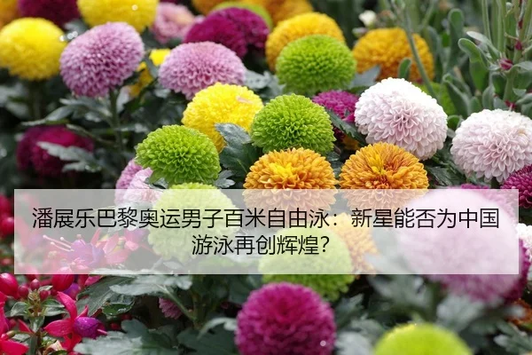 潘展乐巴黎奥运男子百米自由泳：新星能否为中国游泳再创辉煌？